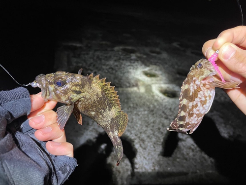 ムラソイの釣果