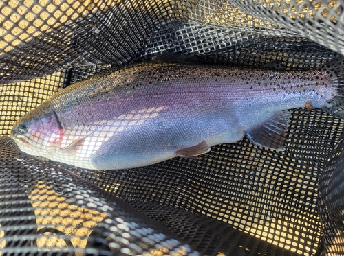 トラウトの釣果