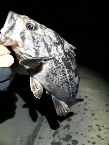 クロソイの釣果