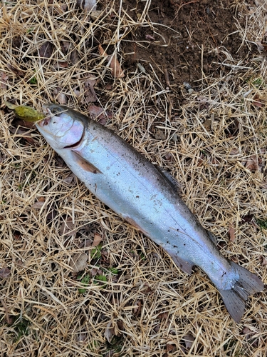 ニジマスの釣果