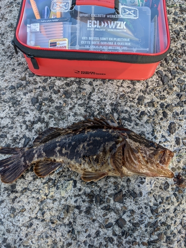 タケノコメバルの釣果