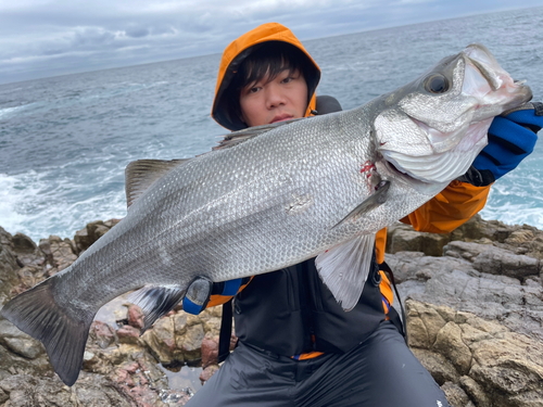 ヒラスズキの釣果