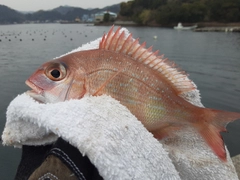 マダイの釣果