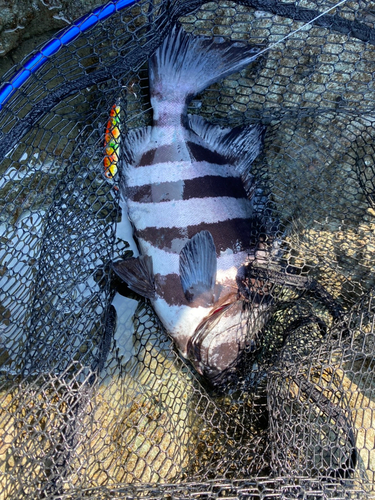 イシダイの釣果