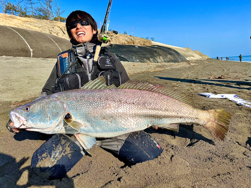 オオニベの釣果