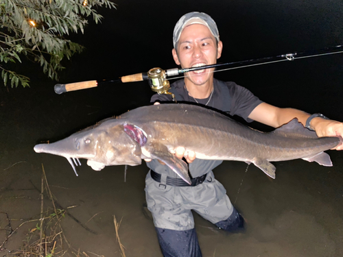 チョウザメの釣果