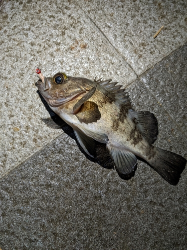 キンメバルの釣果