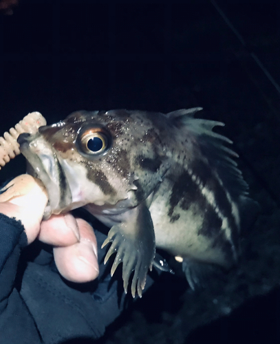 シマゾイの釣果