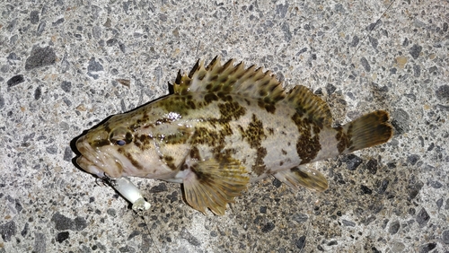 タケノコメバルの釣果