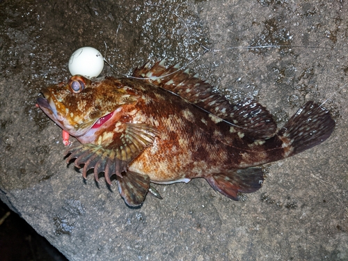 カサゴの釣果