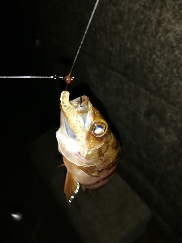 メバルの釣果