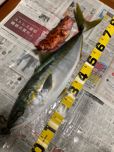 ブリの釣果