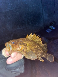 タケノコメバルの釣果