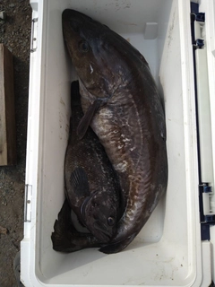 クロソイの釣果