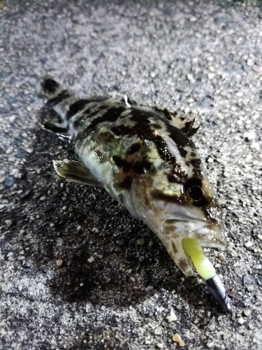 タケノコメバルの釣果