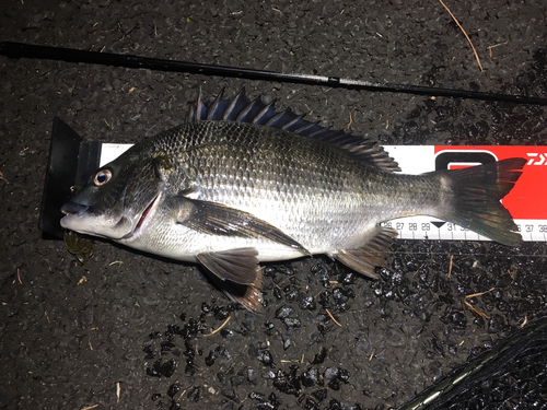 チヌの釣果