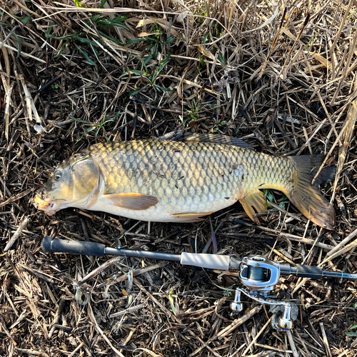 コイの釣果