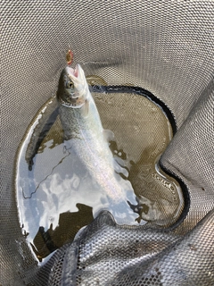 レインボートラウトの釣果