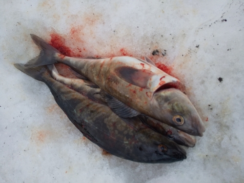 ホッケの釣果