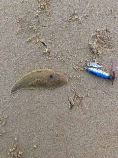 シタビラメの釣果