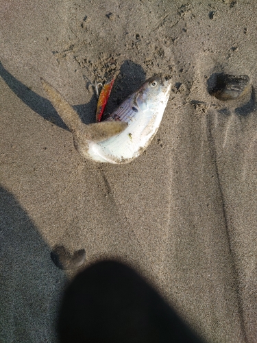 コノシロの釣果