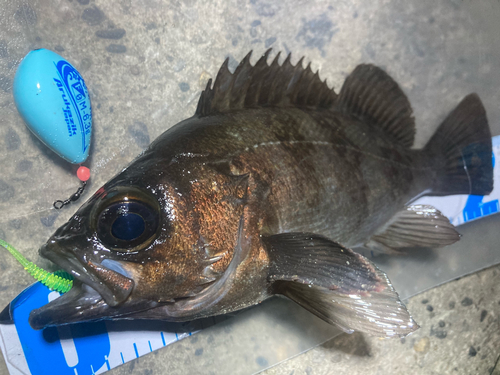 メバルの釣果