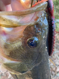 ラージマウスバスの釣果