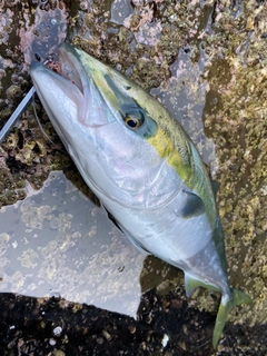 ブリの釣果