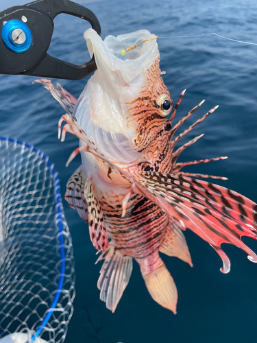 ミノカサゴの釣果