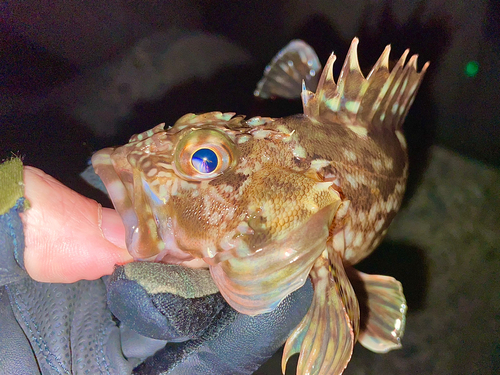 カサゴの釣果