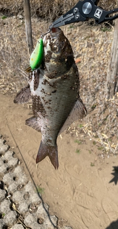 ヘラブナの釣果