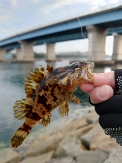 タケノコメバルの釣果