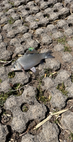 ヘラブナの釣果