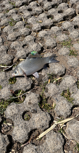 ヘラブナの釣果