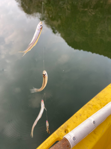 ワカサギの釣果