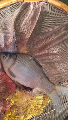 ヘラブナの釣果