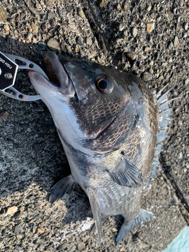 チヌの釣果