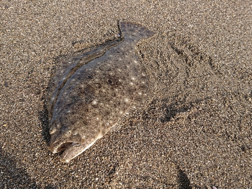 ソゲの釣果