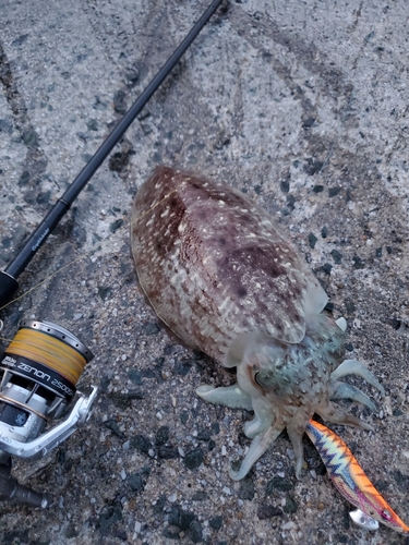 コウイカの釣果