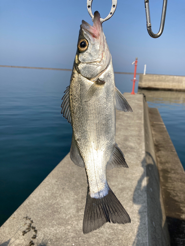 セイゴ（マルスズキ）の釣果