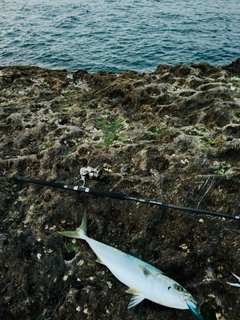 メジロの釣果