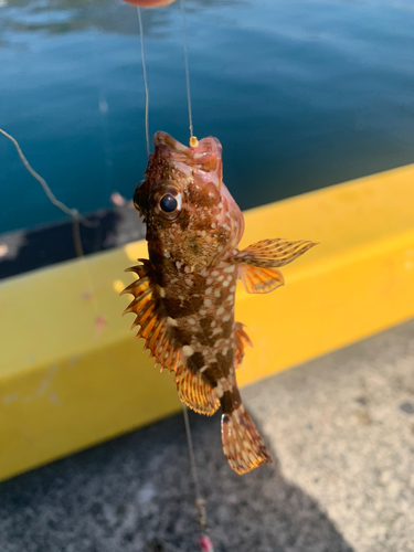 ガシラの釣果