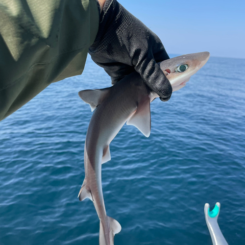 フトツノザメの釣果