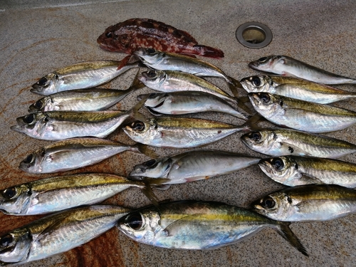 アジの釣果