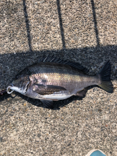 クロダイの釣果