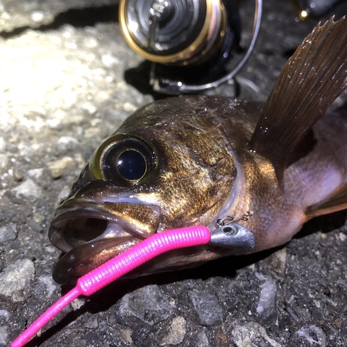 アカメバルの釣果