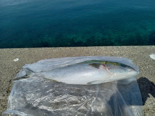 ブリの釣果