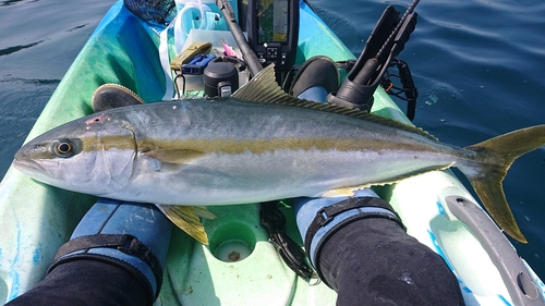 ヒラマサの釣果