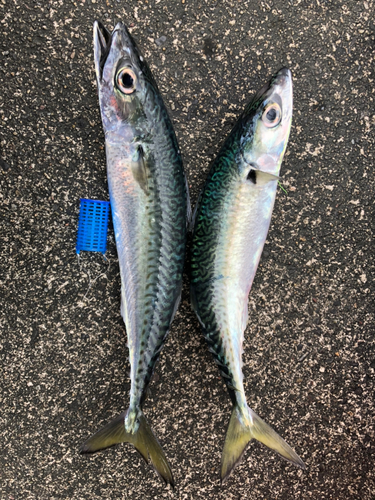 サバの釣果