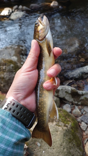 イワナの釣果